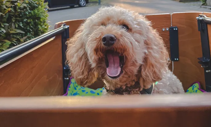 Lastenrad Babboe E-Go für kleine Hunde