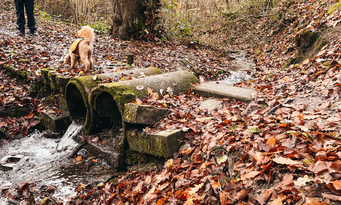 Bergischer Weg mit Hund von Velbert bis Düssel