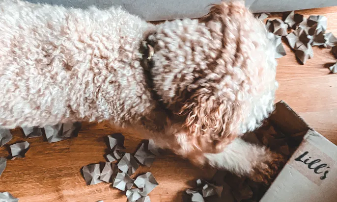 Hundebeschäftigung mit einem Alt-Karton