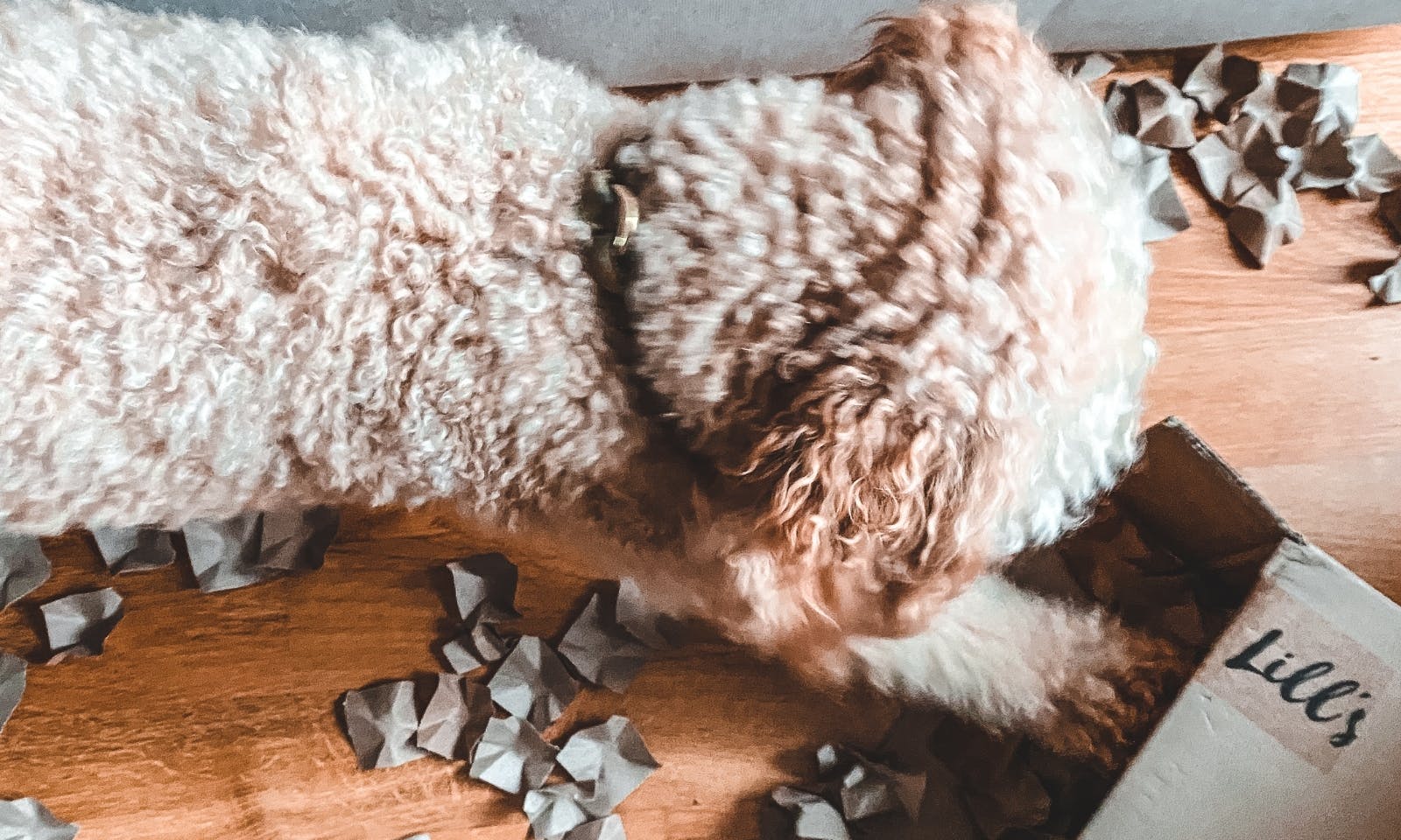 Hundebeschäftigung mit einem Alt-Karton