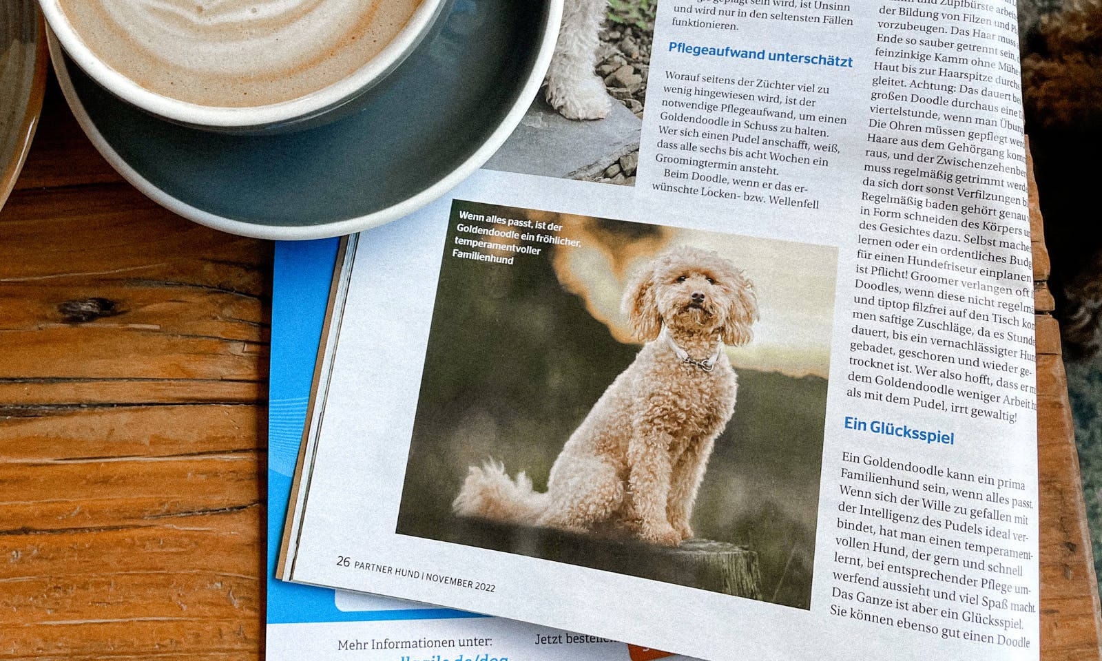 Java Minidoodle in der Partner Hund Zeitung im Goldendoodle Portrait