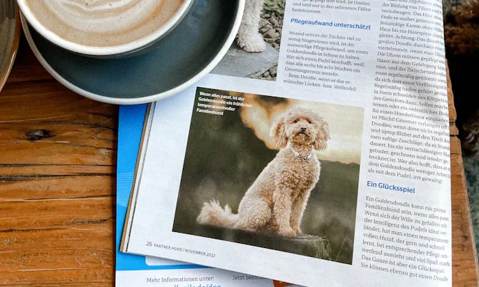 Java Minidoodle in der Partner Hund Zeitung im Goldendoodle Portrait