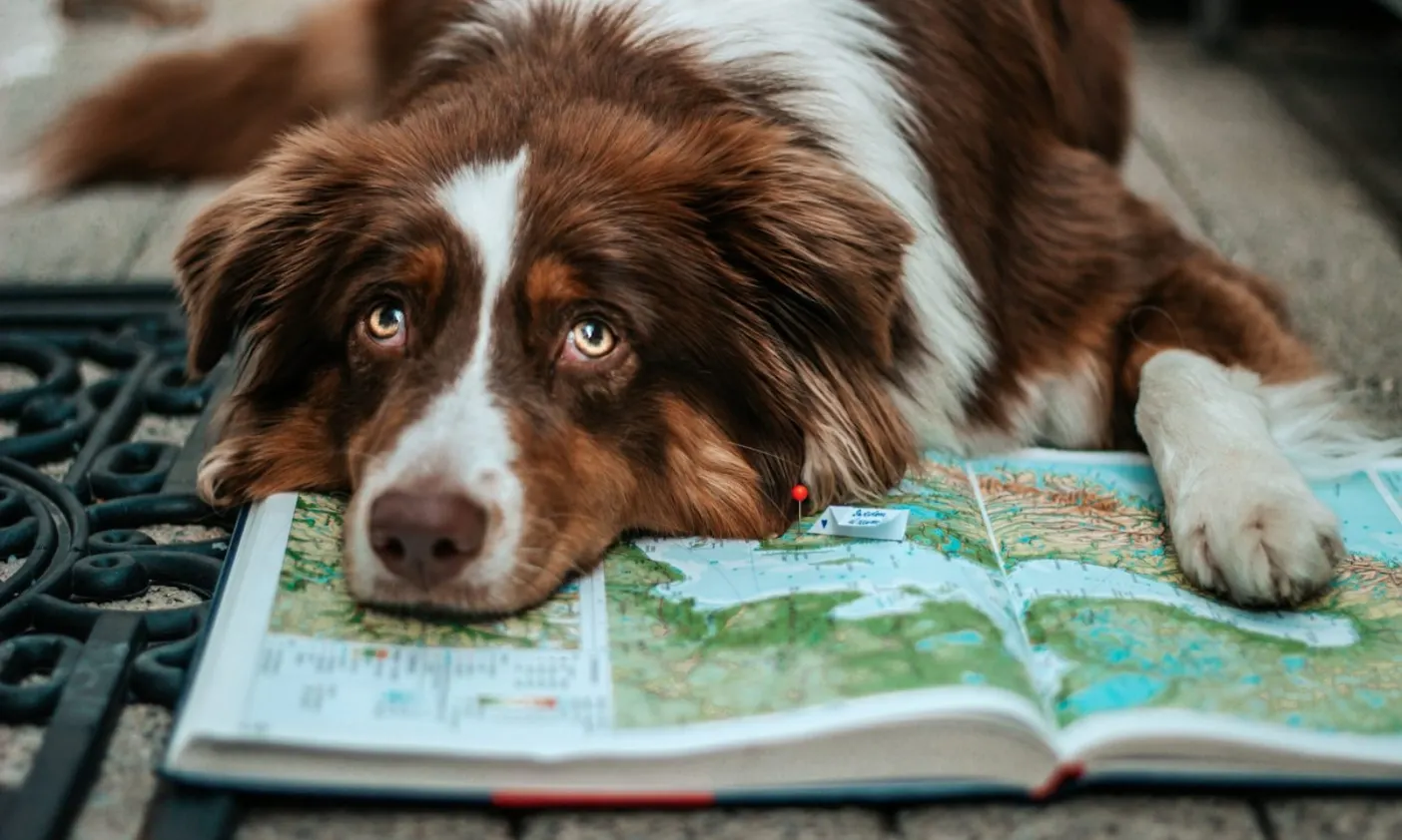 Schweden mit Hund