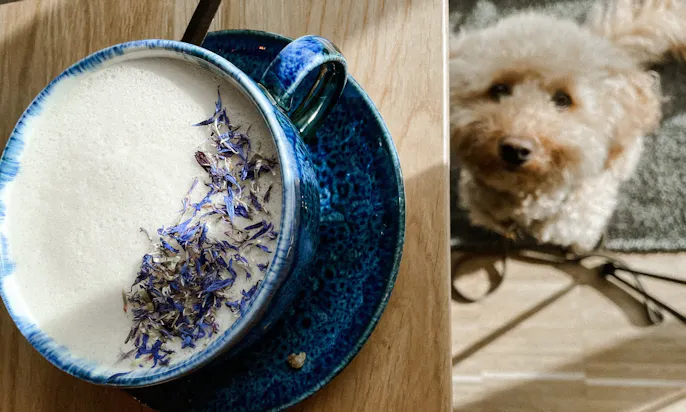 Goldendoodle Java im Café Cloud Kitchen
