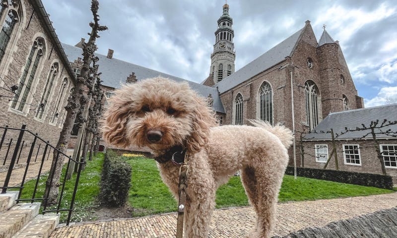 Goldendoodle Java entdeckt die hundefreundliche Stadt Middelburg