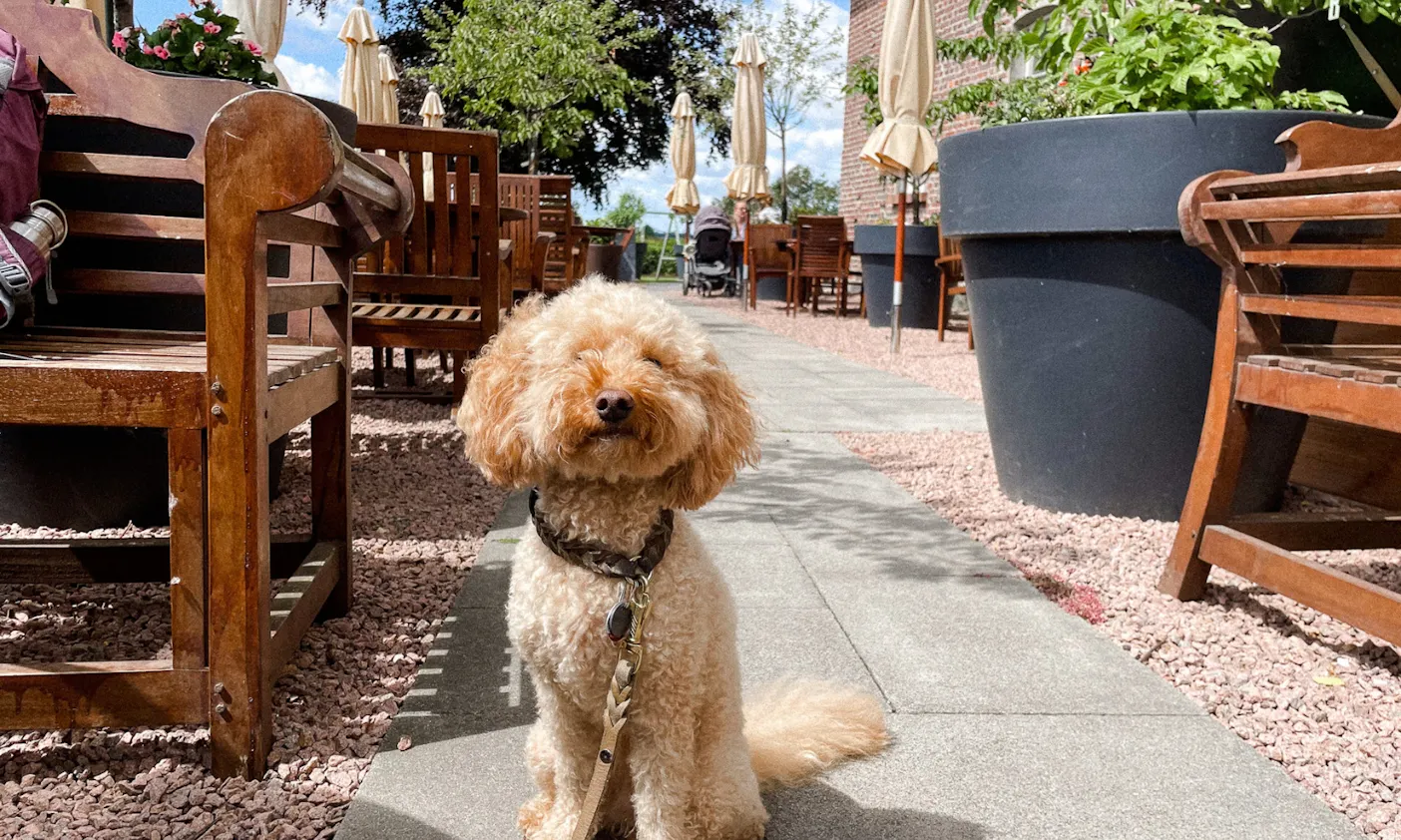 Im Bauerncafé Ellerhof sind Hunde willkommen