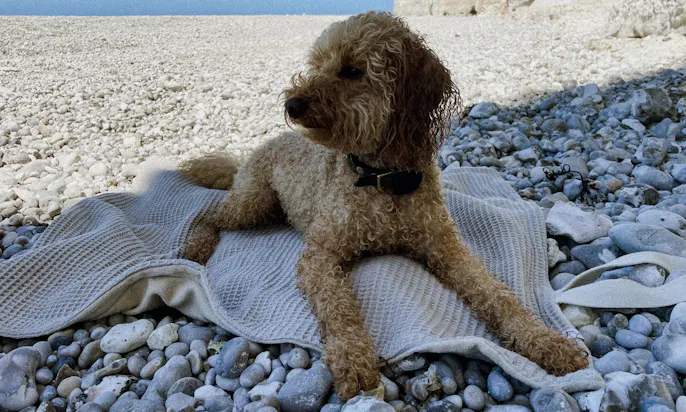 Handtuch für Hunde von Goldhund