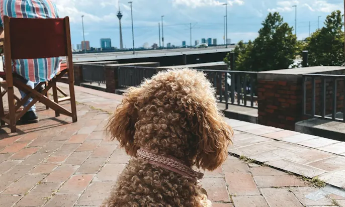 Hundefreundliches Cafés: Tonhallen-Terrasse
