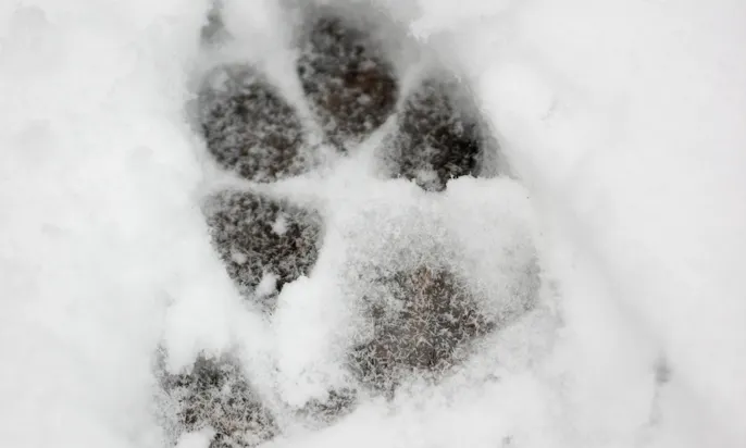 Nachhaltige Pfotenpflege für den Winter: Tipps von Feele-Gründerin Alexandra