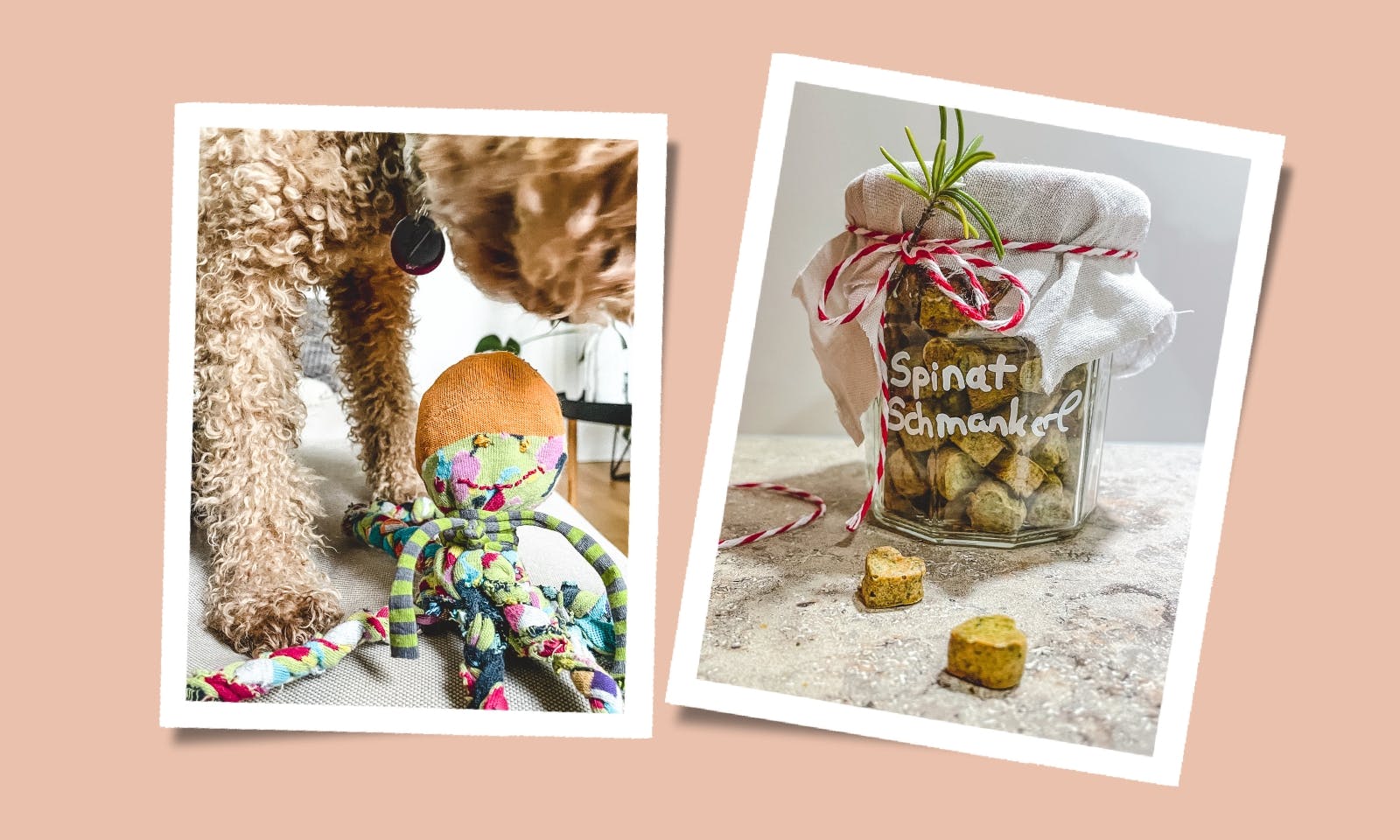 DIY-Geschenkideen: Nachhaltige Spielzeuge und Leckerlis für deinen Hund