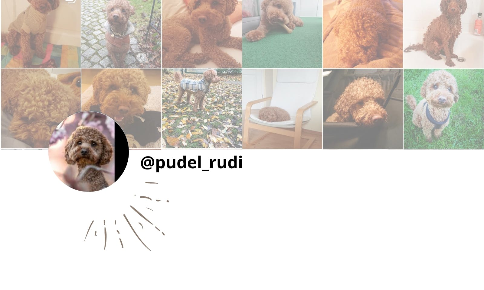 Petfluencer Pudel Rudi