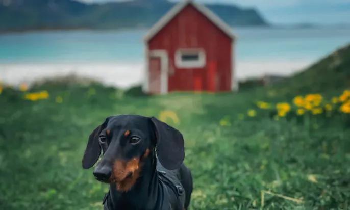 Urlaub mit Dackel in Norwegen