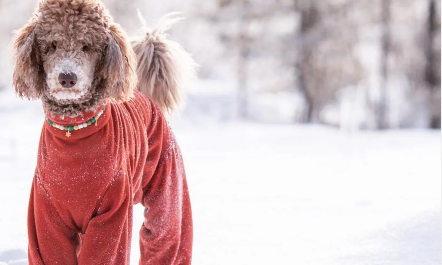 Königspudel mit Schneemantel