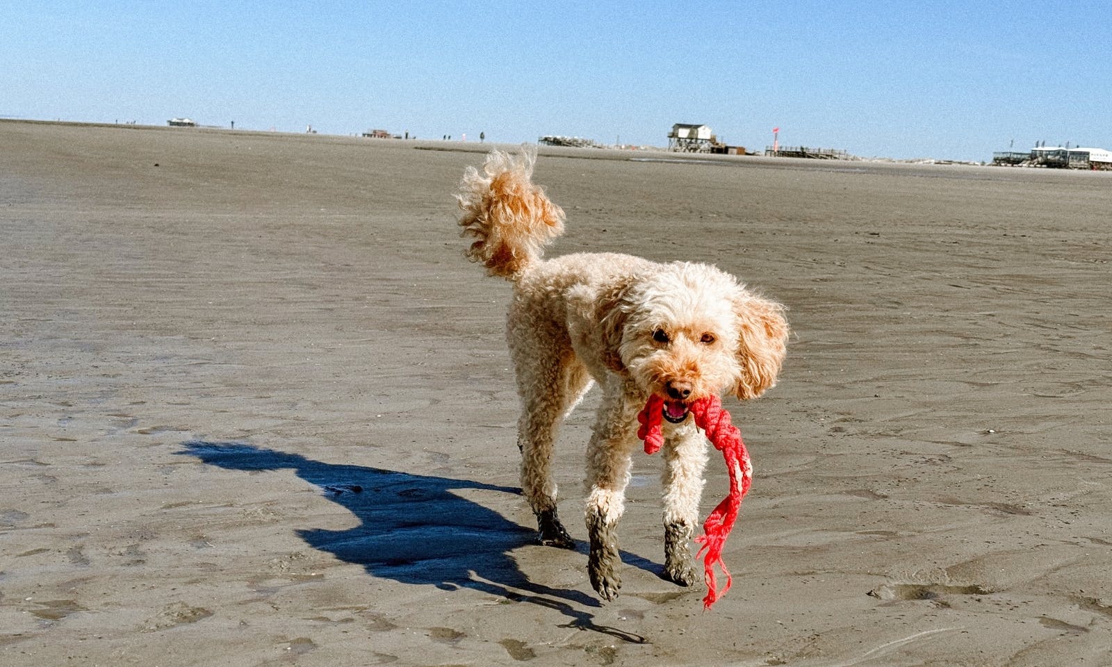 Hundestrand in St. Peter-Ording