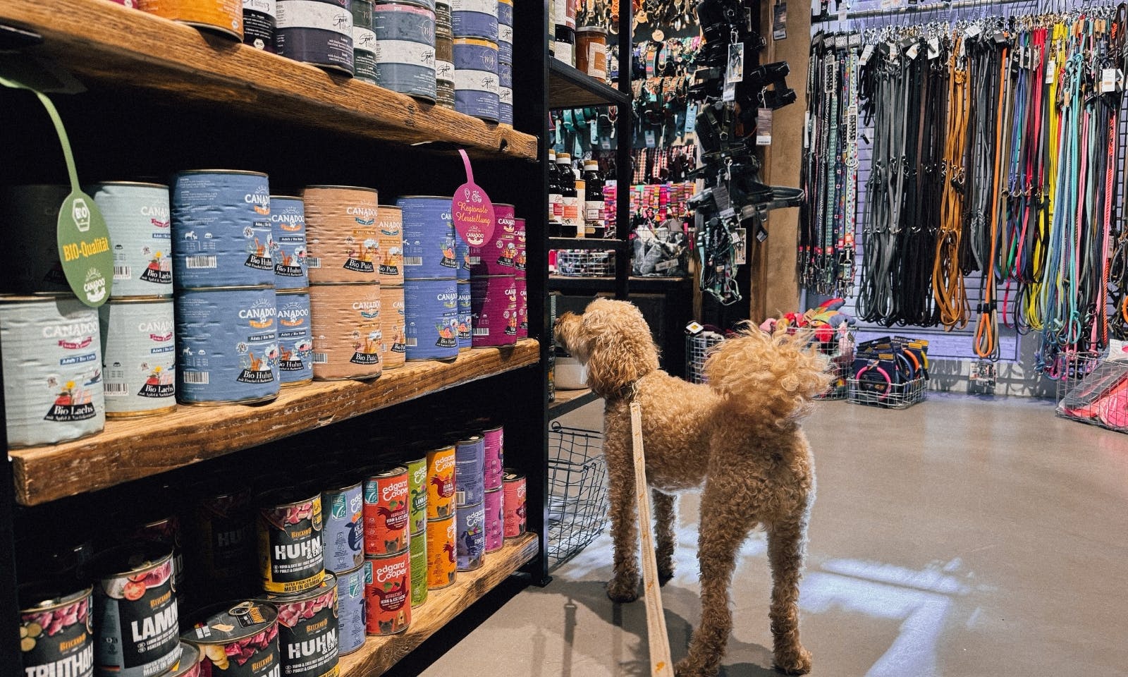 Hund entdeckt Hundefutter in der Hund von Eden Boutique