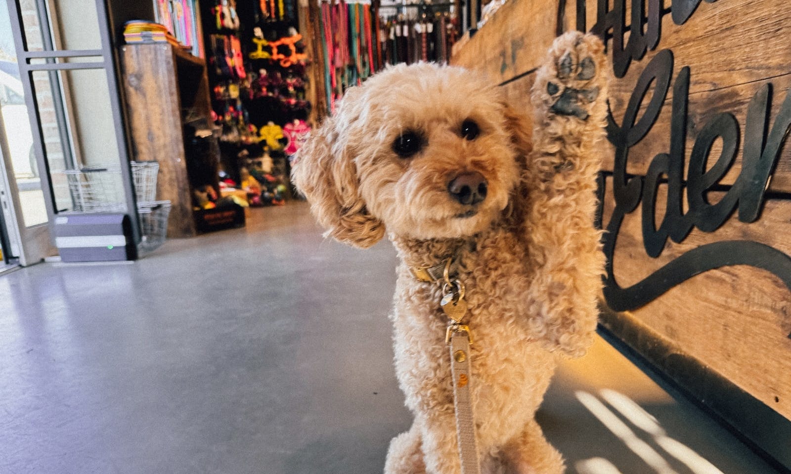 Hundeboutique Hund von Eden