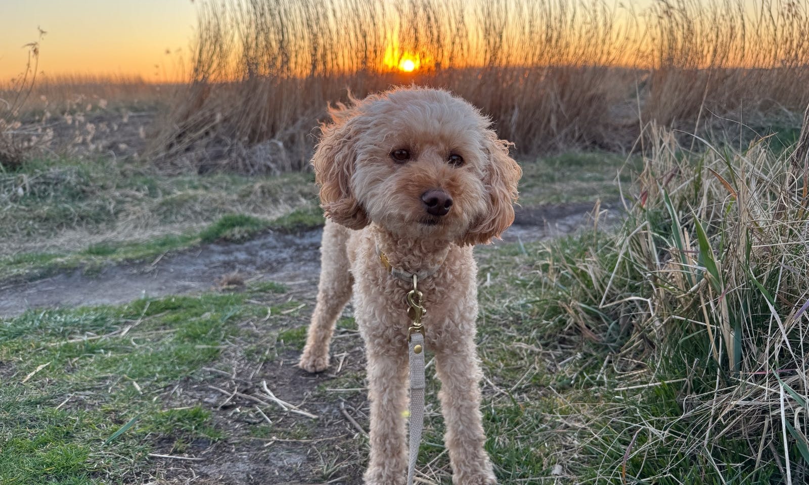Dünen & Wald in SPO