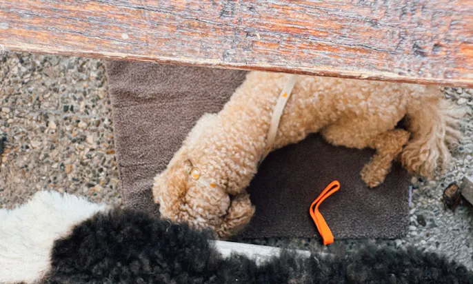 Hundefreundliches Café in SPO: Kleines Friesen-Törchchen