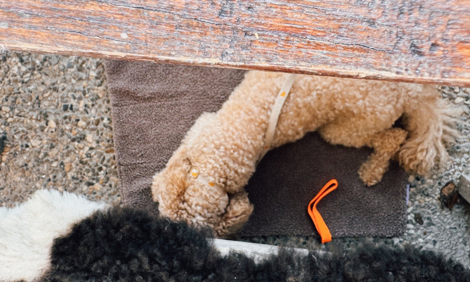 Hundefreundliches Café in SPO: Kleines Friesen-Törchchen