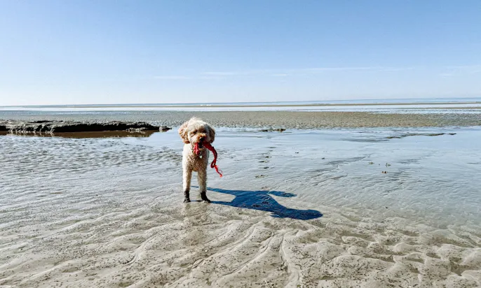 Hund am Strand in SPO