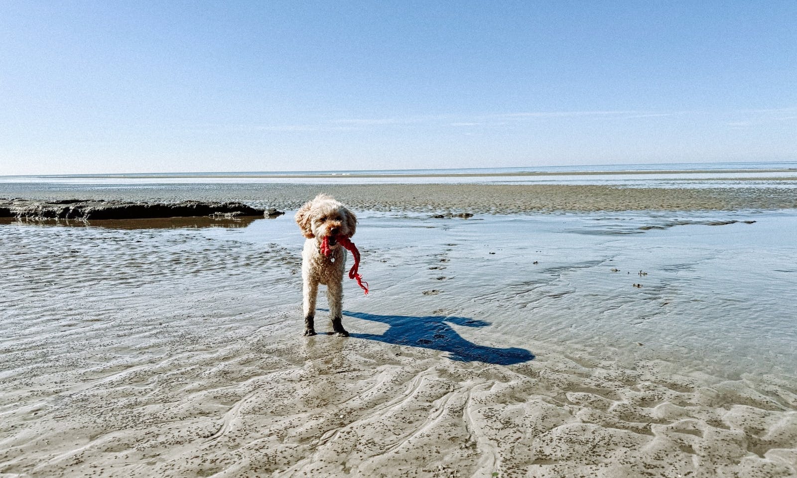 Hund am Strand in SPO