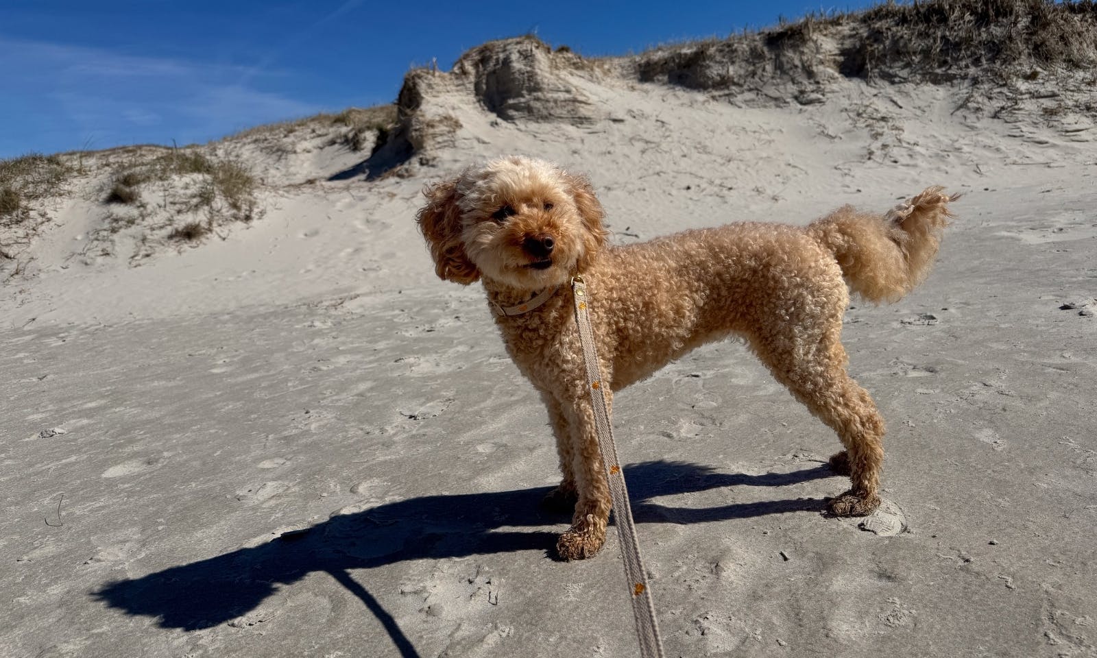 Urlaub mit Hund in St. Peter-Ording