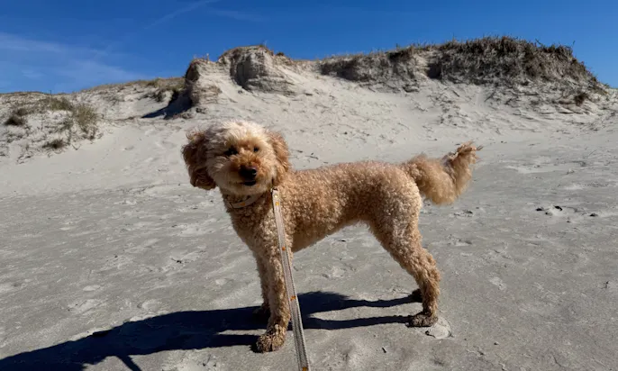Beach Motel St. Peter-Ording mit Hund