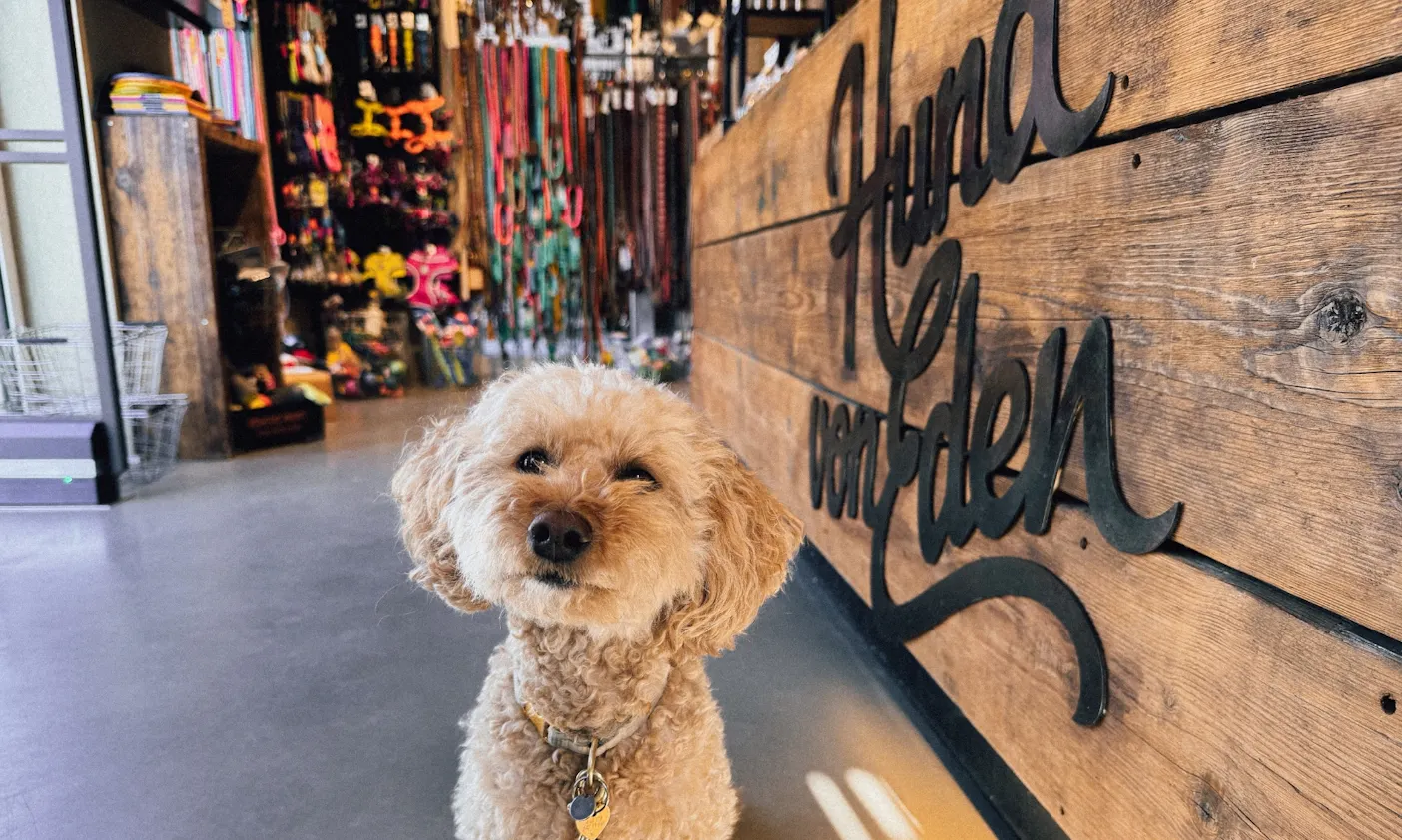 Hund sitzt neben dem Eingangsbereich im Hund von Eden Store