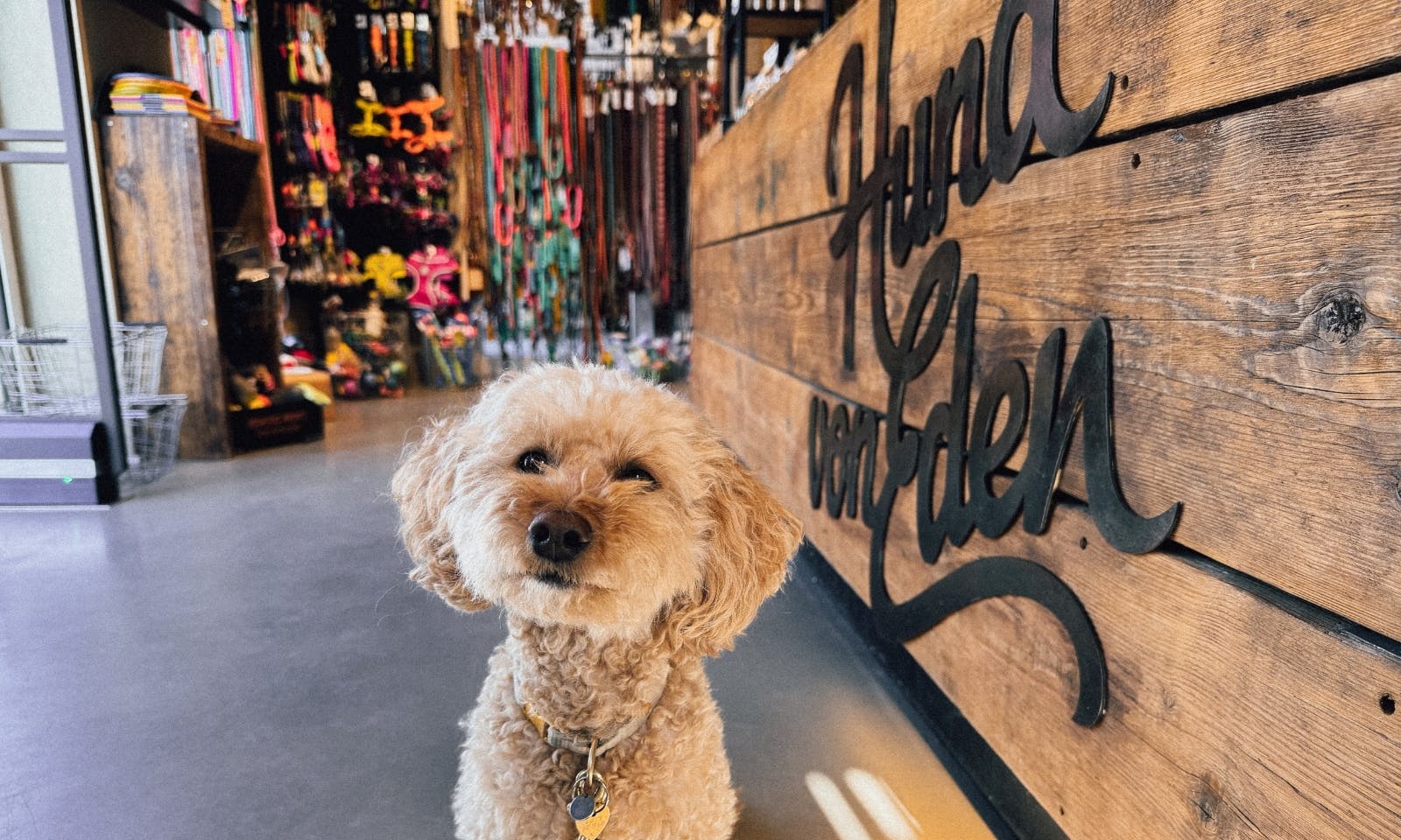 Hundeboutique Hund von Eden