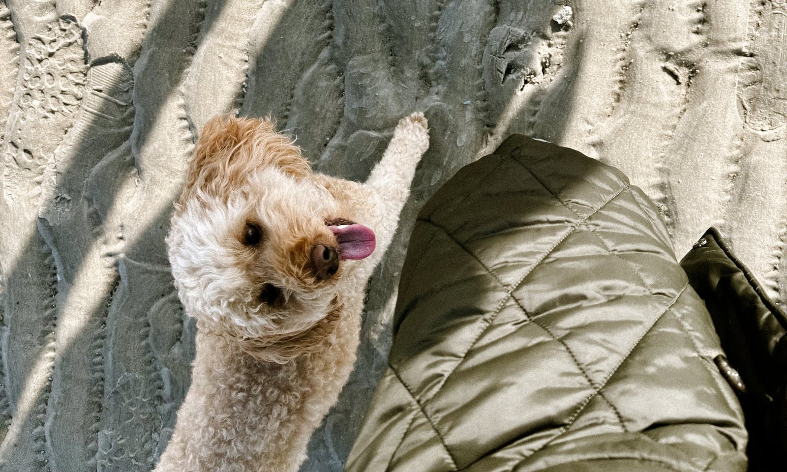 Krimiewanderung SPO mit Hund