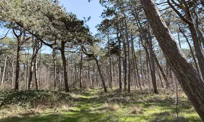 Wald in SPO