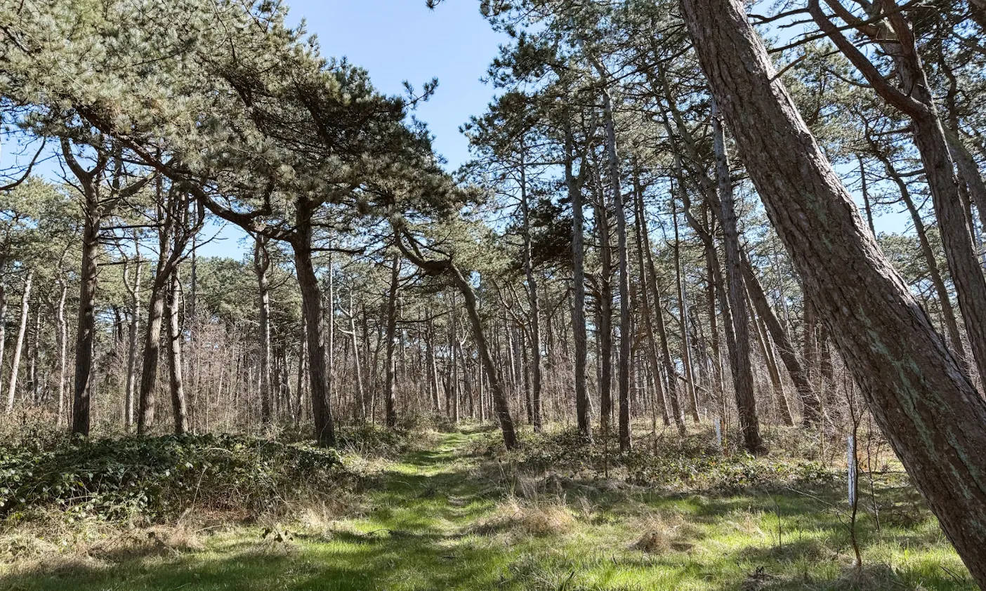 Dünen & Wald in SPO
