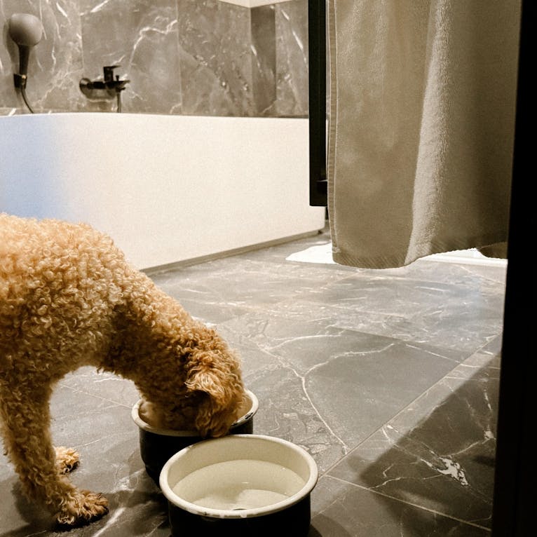 Urban Nature mit Hund