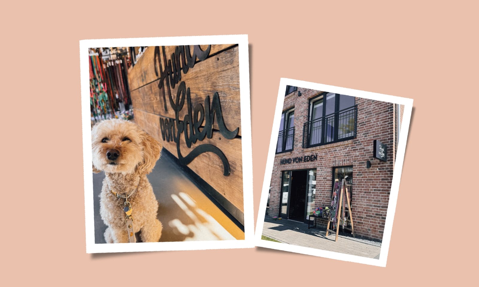 Hund von Eden in St. Peter-Ording – The Place to Go für Hundemenschen