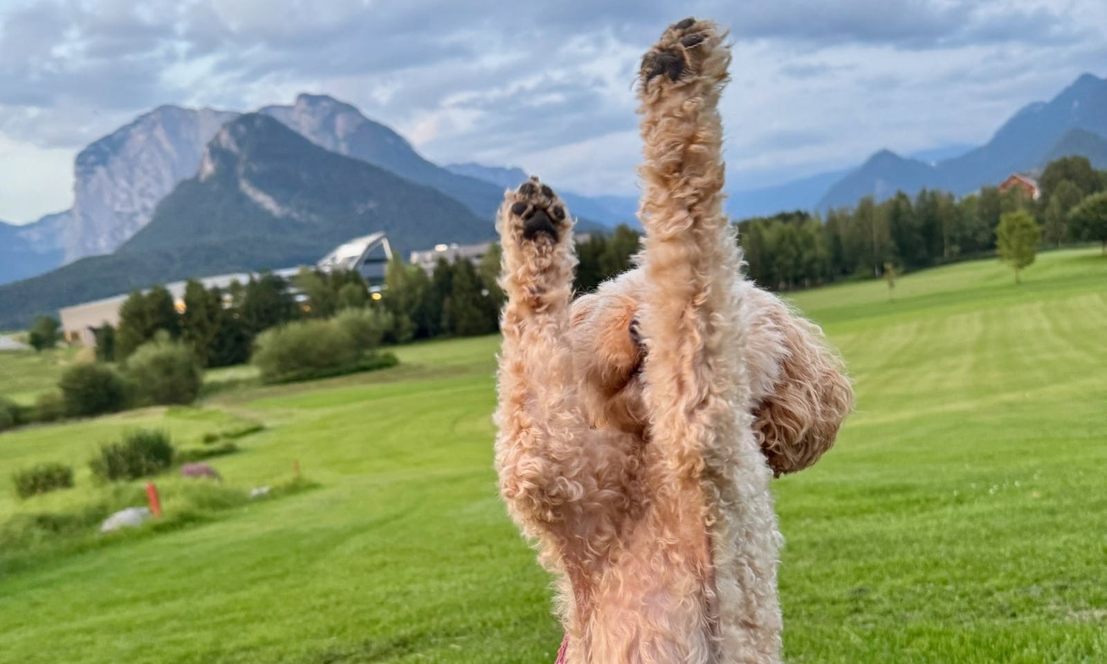 Hund macht Männchen for einer Wiese