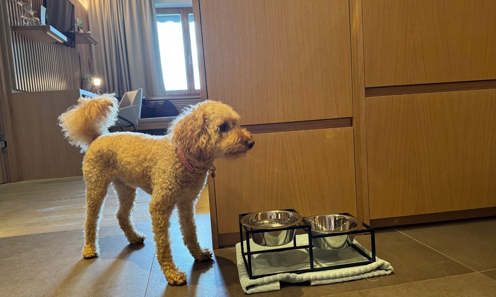 Hund steht vor Hundenäpfen in der WOW Suite des Hotels die Wasnerin