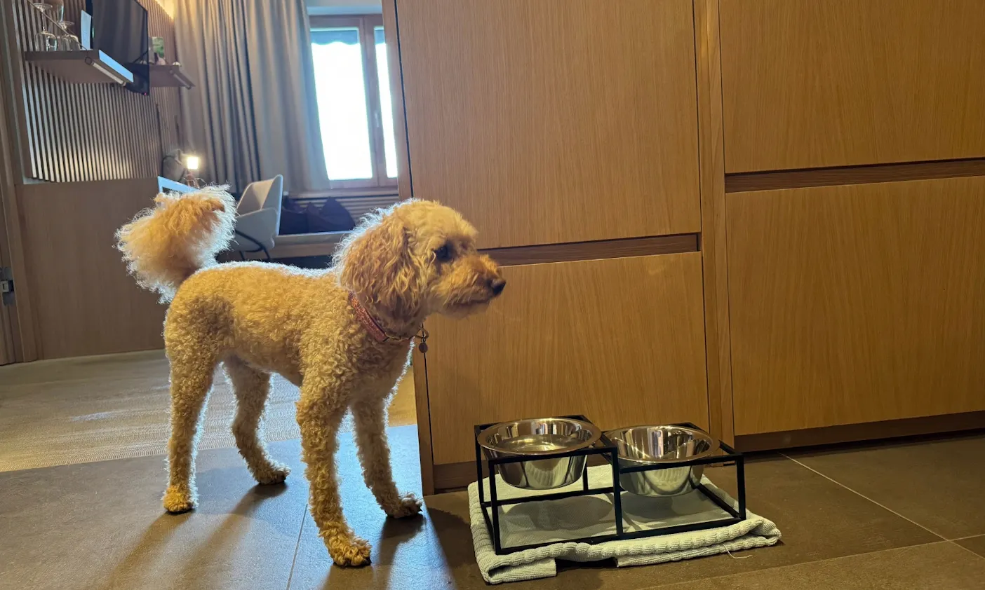 Hund steht vor Hundenäpfen in der WOW Suite des Hotels die Wasnerin