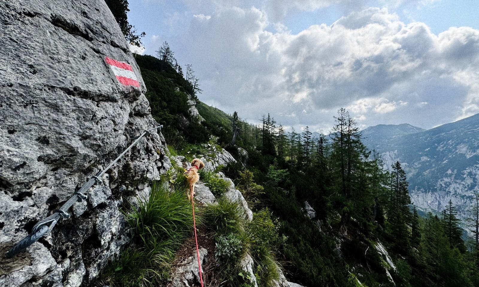Hund auf einem Felsen beim Wandern auf der Drei-Seen-Tour