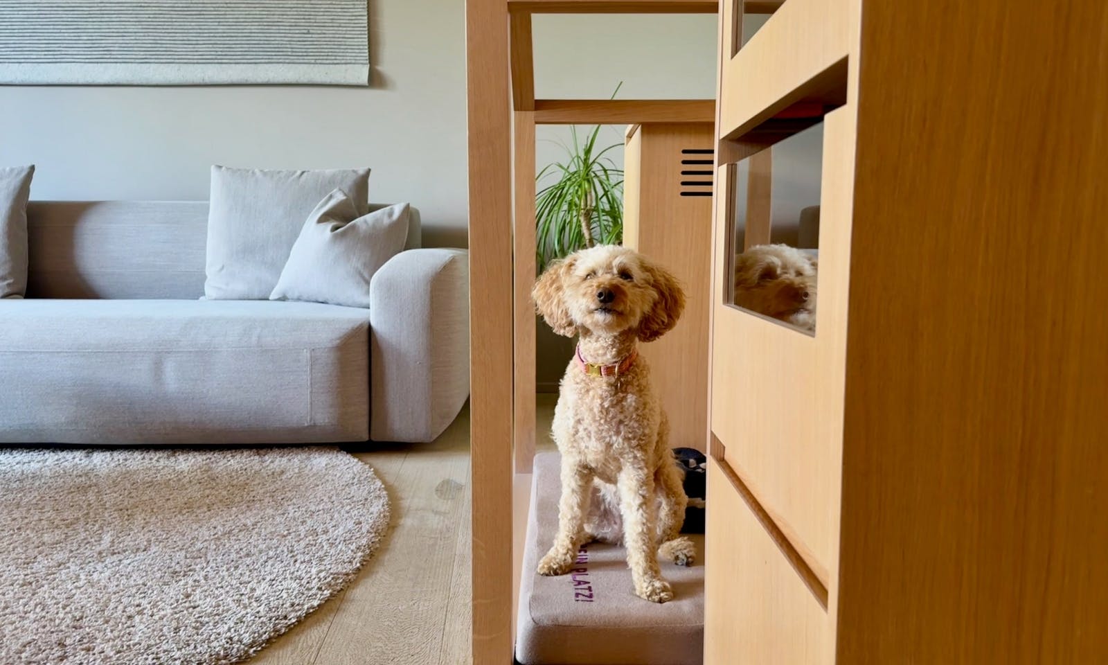 Hund im Hundebett der WOW Suite des Hotels die Wasnerin