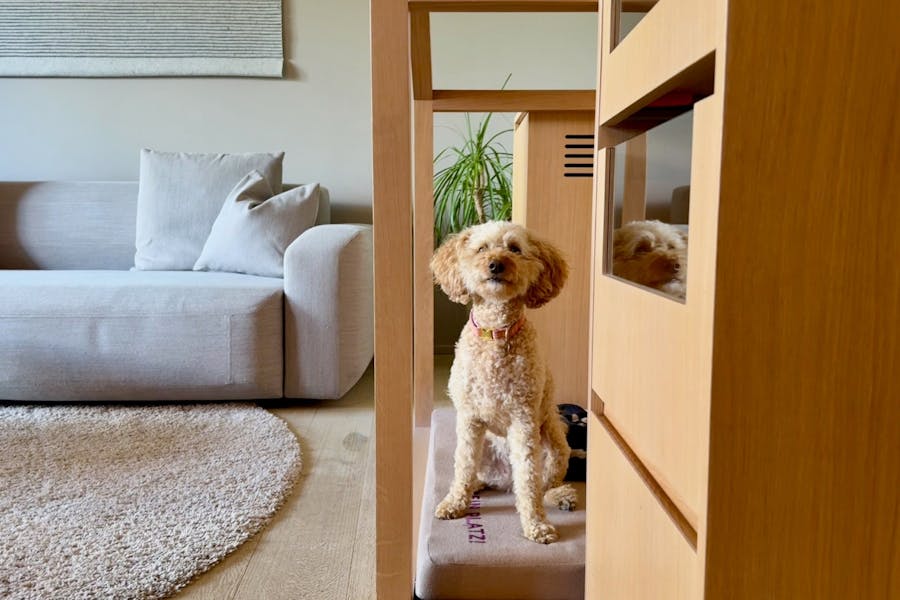 Hund in der Wow-Suite in der Wasnerin in der Steiermark