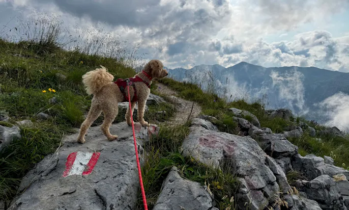Hund auf einem Felsen beim Wandern auf der Drei-Seen-Tour