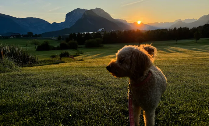 Hund posiert vor einer Wiese beim Sonnenuntergang