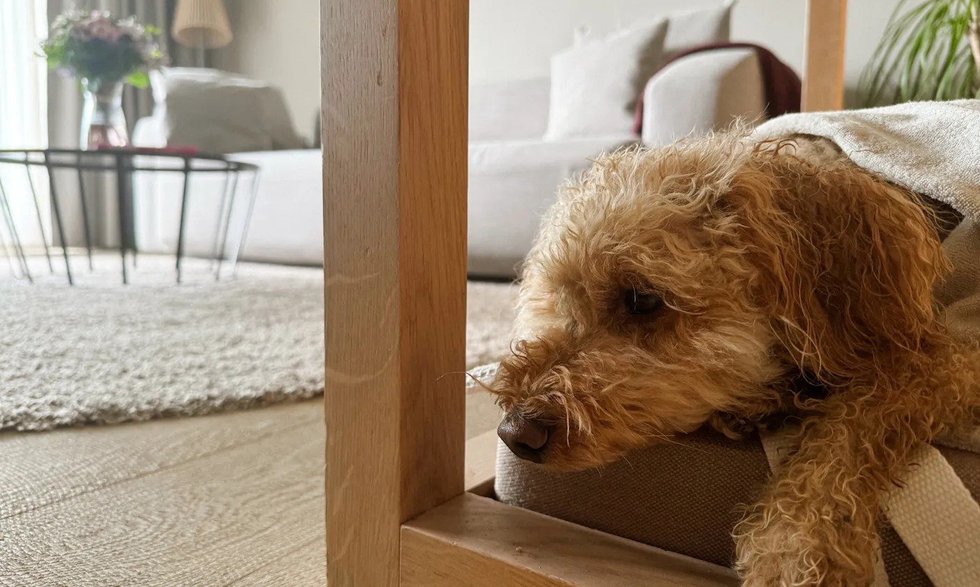 Hund im Hundebett der WOW Suite des Hotels die Wasnerin