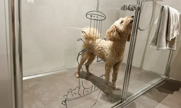 Hund in der Hundedusche der WOW Suite des Hotels die Wasnerin
