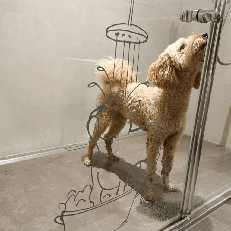 Hund in der Wow-Suite in der Wasnerin in der Steiermark