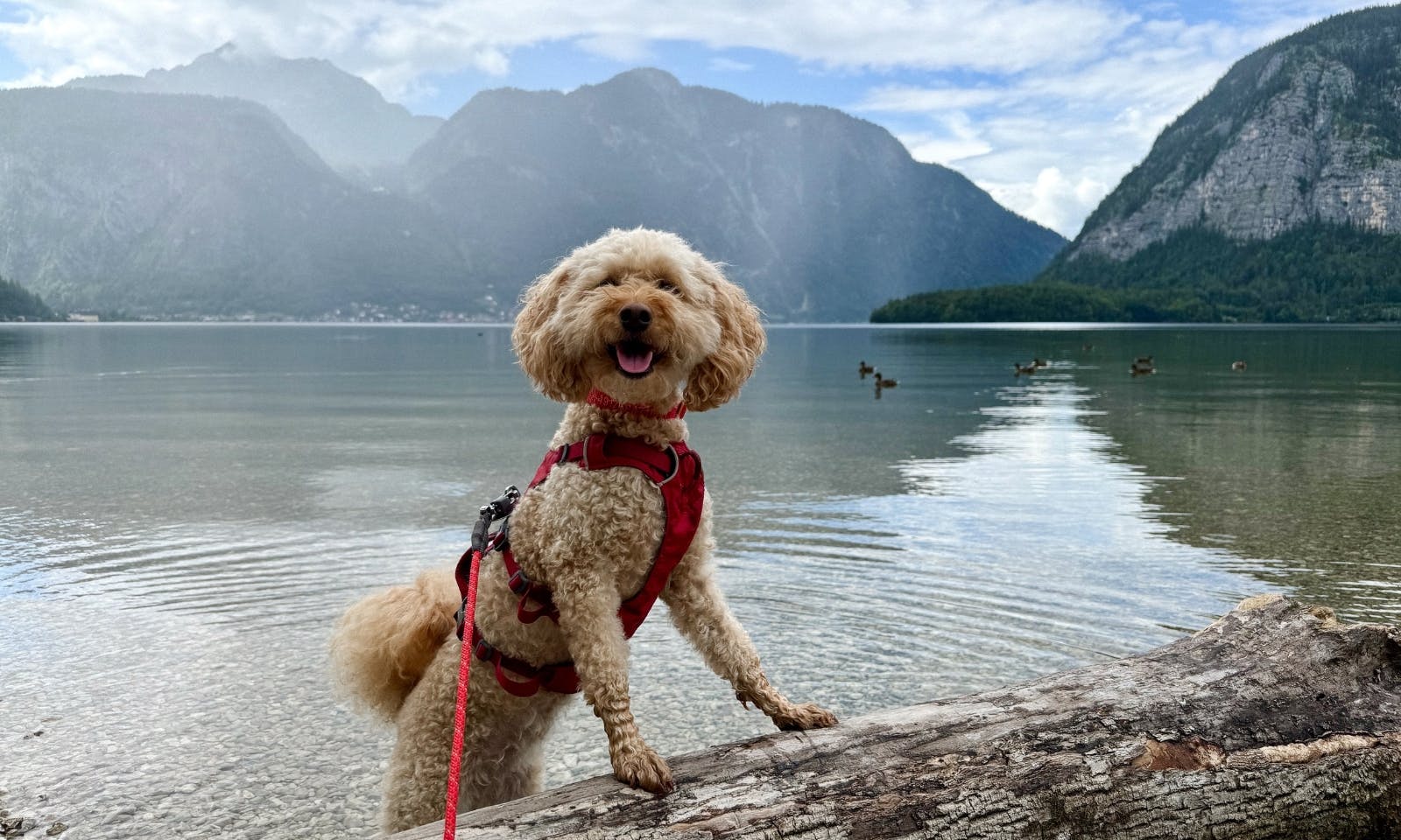 Hund vor dem Altausseer See