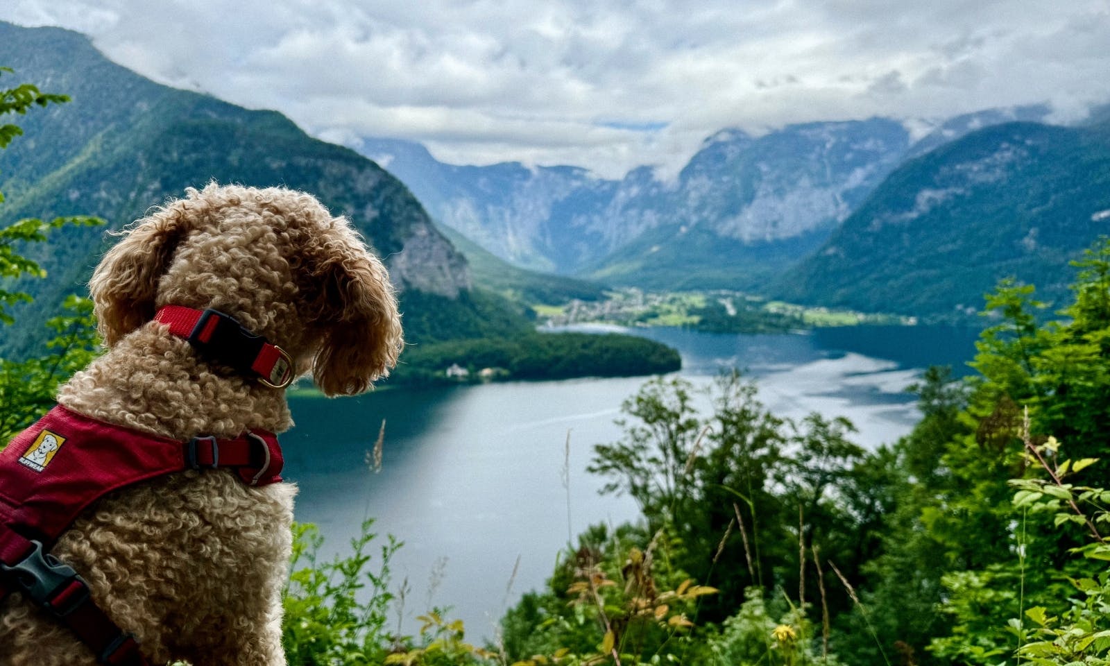 Hund, der auf den Altausseer See schaut