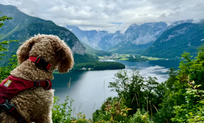 Hund, der auf den Altausseer See schaut