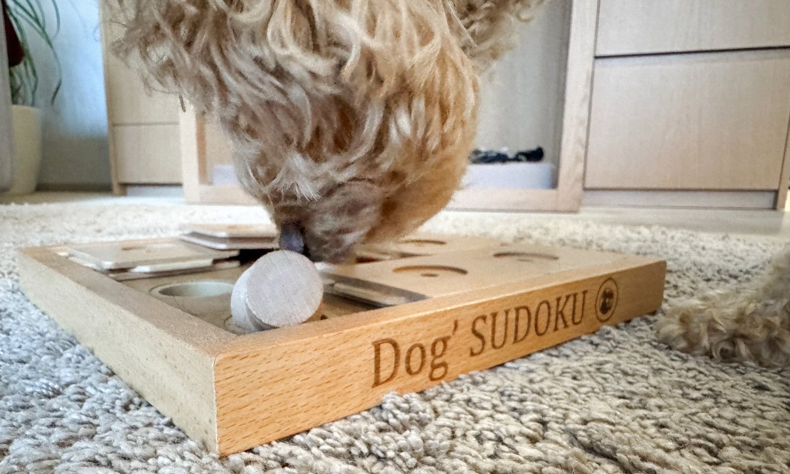 Hund spielt mit dem Hunde Sudoku Spielzeug