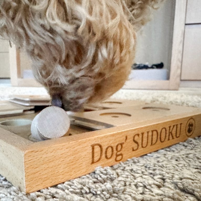 Hund in der Wow-Suite in der Wasnerin in der Steiermark